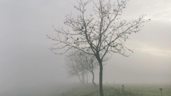 The Meteorological Center has issued a yellow alert for dense fog in six districts—Dehradun, Udham Singh Nagar, Haridwar, Nainital, Champawat, and Pauri.
