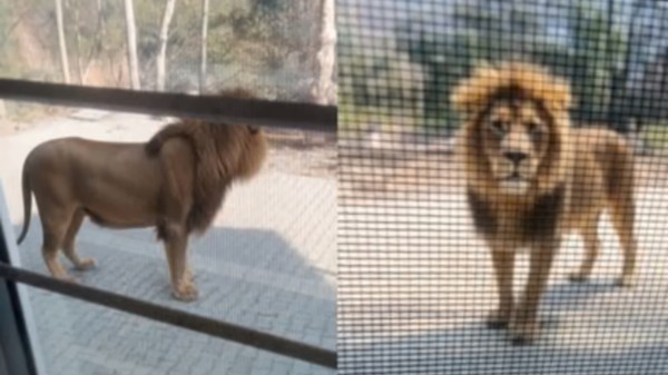 From workers seeking leave to Acharya Balkrishna’s deleted claim, the incident highlights both the power and risks of AI in today’s world. 