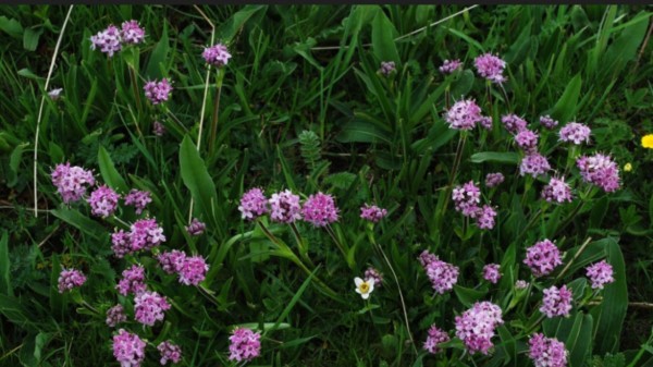 Jatamansi,_medicinal_plant