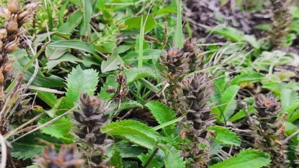 Kutki,_medicinal_plant