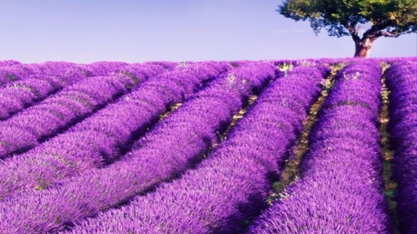 Aromatic_plants,_lavender