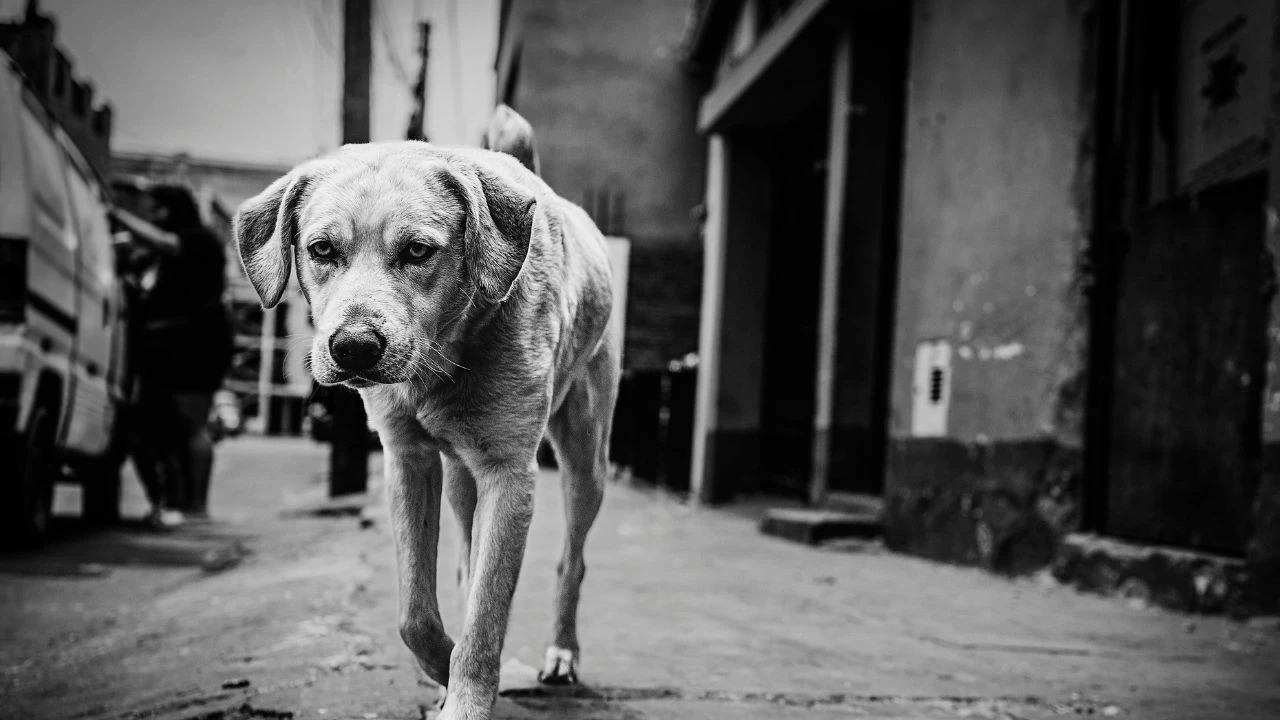 Apex court questioned the role and accountability of dog feeders, stressing that human lives cannot be compromised in the name of sentiment