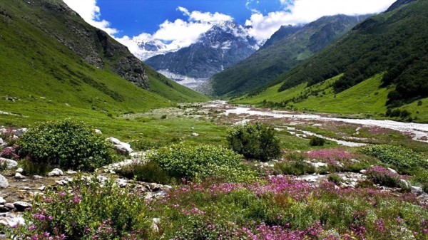 Valley_of_flowers_in_Uttarakhand