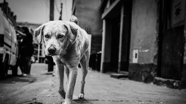 Apex court questioned the role and accountability of dog feeders, stressing that human lives cannot be compromised in the name of sentiment