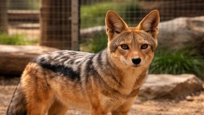 In November last year, around four jackals managed to escape from their enclosure at Delhi's zoo, 