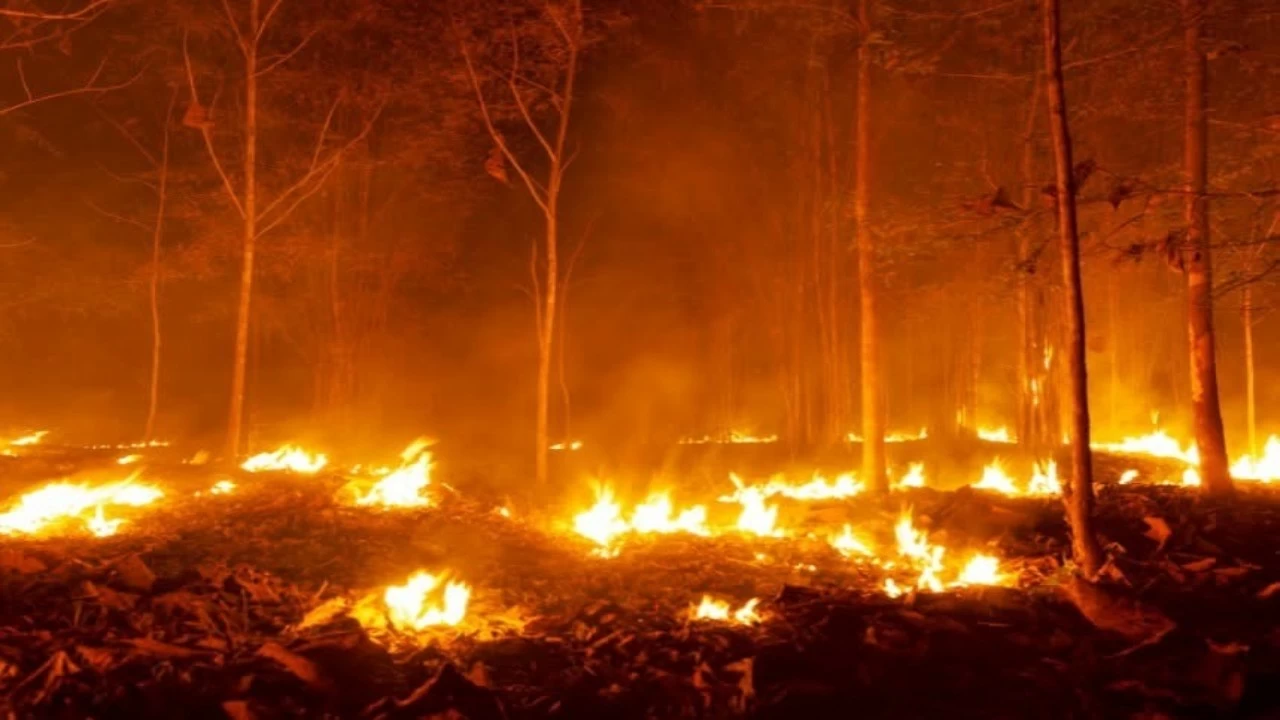 Two teams of forest personnel are working tirelessly to control the flames moving downstream. However, the fire at the summit remains unextinguished. 