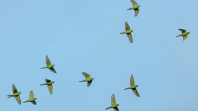 They reportedly rescued 145 birds during the festive season. (Photo credit: Unsplash)