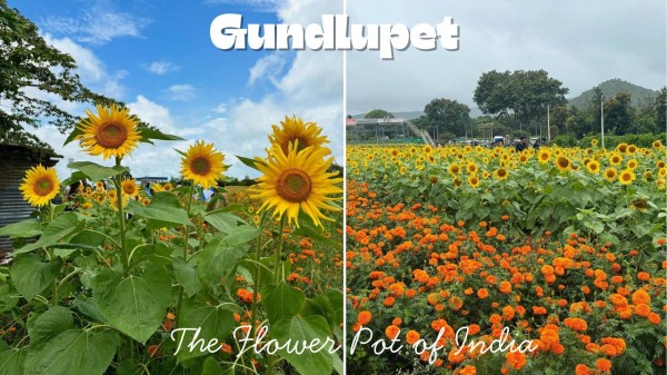 Gundlupet: Explore Karnataka’s most cinematic landscapes in Flower Pot of India
