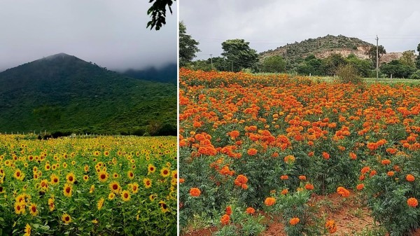 Gundlupet: Top place to visit and best time to visit Flower Pot of India in Karnataka