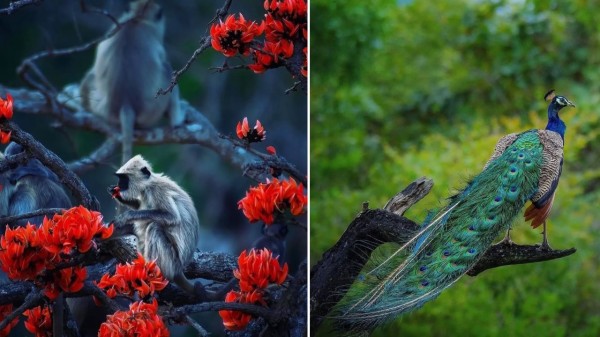 Gundlupet: Top place to visit and best time to visit Flower Pot of India in Karnataka