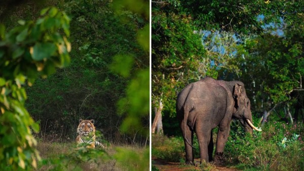 Gundlupet: Top place to visit and best time to visit Flower Pot of India in Karnataka