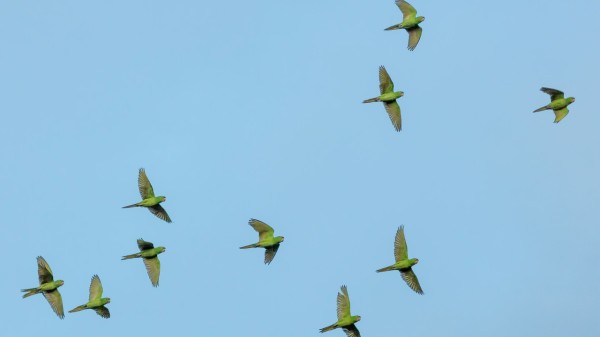 They reportedly rescued 145 birds during the festive season. (Photo credit: Unsplash)