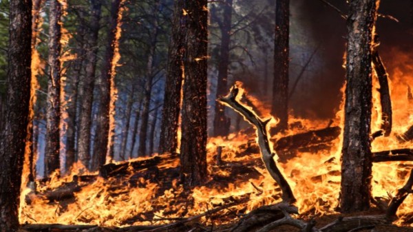 Experts emphasize the need for climate-sensitive forest management across the Himalayan states. 