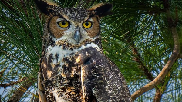 Tamil Nadu launches first-ever state-wide Owl census to protect 65 species | Read here to know more |