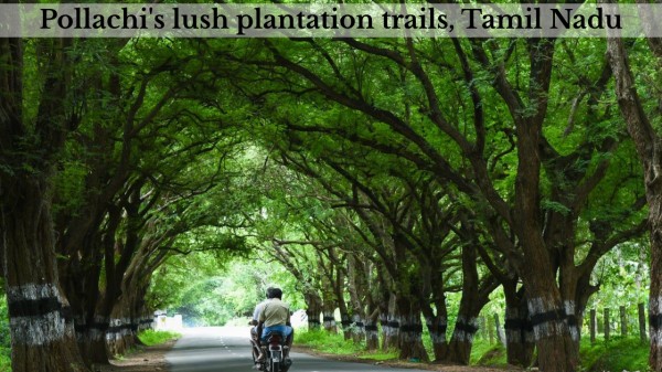 Pollachi's_lush_plantation_trails,_Tamil_Nadu