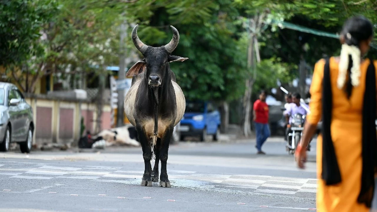 The Greater Chennai Corporation (GCC) mandates microchip license for cattle to curb stray cattle issues and conflicts on the streets.