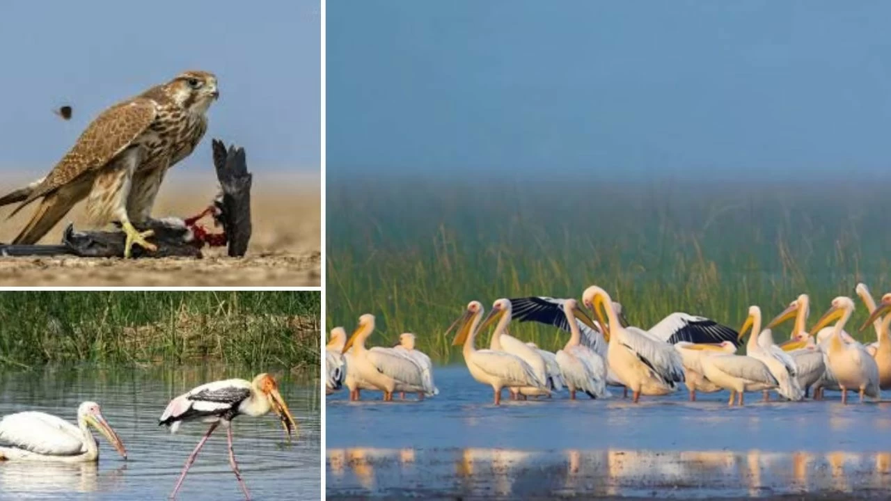 Chhari Dhand Bird Sanctuary Ramsar site in Kutch highlights desert wetland biodiversity (Picture credit: Instagram and Pinterest)