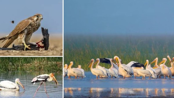Chhari Dhand Bird Sanctuary Ramsar site in Kutch highlights desert wetland biodiversity (Picture credit: Instagram and Pinterest)