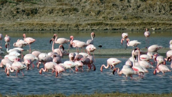 Chhari Dhand Bird Sanctuary Ramsar site in Kutch highlights desert wetland biodiversity (Picture credit: Instagram and Pinterest)